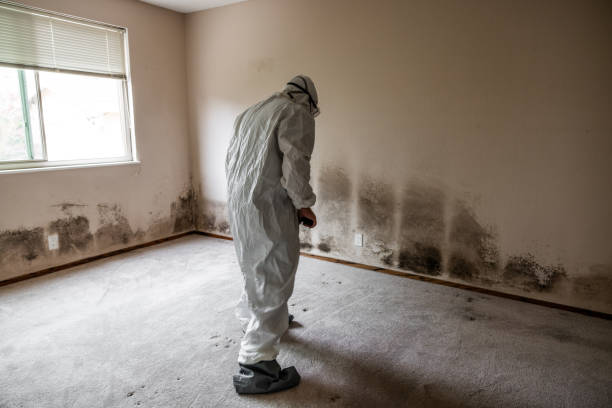 Best Mold Removal for HVAC Installations  in Dobson, NC